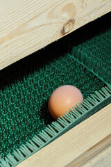 A fresh farm egg on an egg collection line in a modern poultry house. © Аліна Костюк