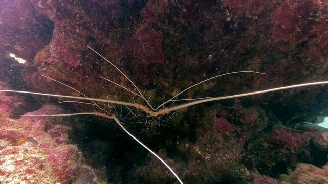 A long-antennae spiny lobster stays hidden under rocks on a colorful Similan Islands coral reef as small fish swim nearby underwater