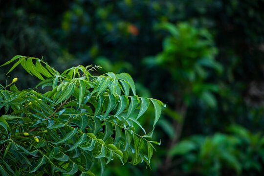 Neem or nim leaf closeup. Azadirachta indica - A branch of neem tree leaves. Natural Medicine.