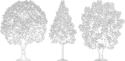 Detailed architectural sketch of three deciduous trees with leafy crowns on transparent background for landscape site plan. © MD ALI STOCK