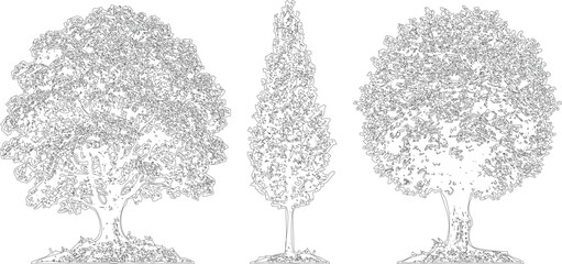 Set of three sketch style trees with rounded leafy crowns isolated on transparent background for landscape architecture. © MD ALI STOCK