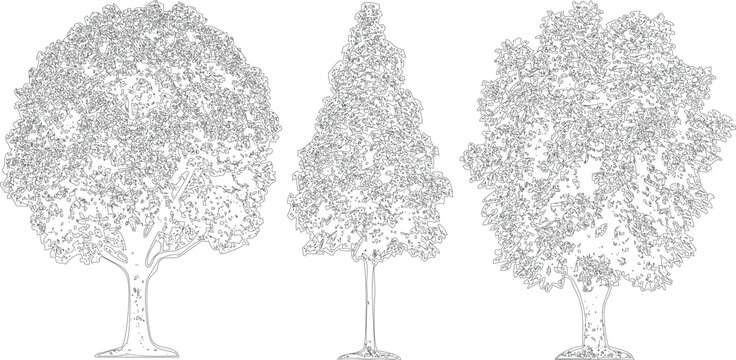 Detailed architectural sketch of three deciduous trees with leafy crowns on transparent background for landscape site plan.