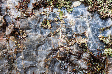 Natural rock surface with green lichen and moss texture on quartz boulder background © Jeffrey