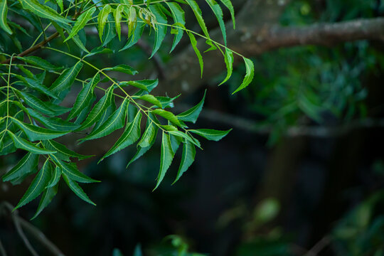 Closeup of neem leaf. Azadirachta indica - A branch of neem tree leaves. Natural Medicine.