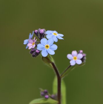 Myosotis sylvatica (wood forget-me-not) blooming in spring