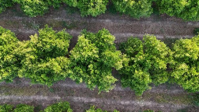 Drone flying over green orange tree fields plantation