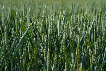 Fototapeta premium Wheat field growing under bright sunlight in the afternoon on a clear day
