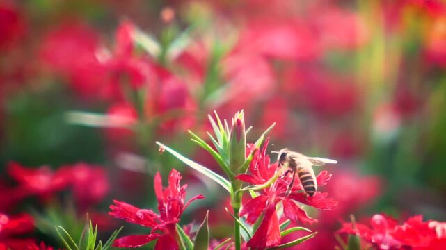 Slow motion Insect bees gather nectar on rapeseed flowers honey bee busy in oilseed field works hard to collect the pollen honey at spring sunny day