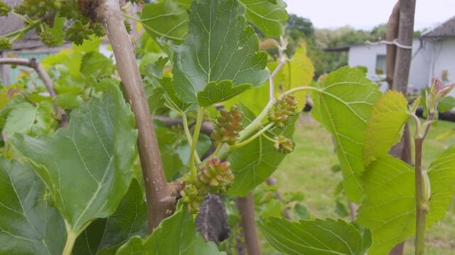 Unripe mulberry fruit growing on a tree branch
