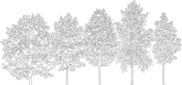 Group of stylized pine trees line drawing on transparent background, vector illustration of coniferous nature elements.