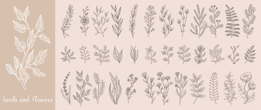 Line flowers. Hand drawn floral plant leaves, branch leaf sketch or wedding black art logo. Greenery, foliage blossom decorative botanical art, seasoning boho vector minimalistic illustration