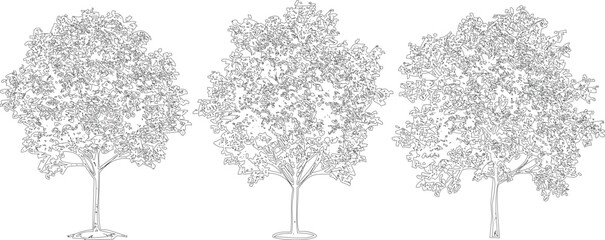 Three detailed leafy deciduous tree outline illustrations showing dense summer foliage and slender trunks for landscape. © MD ALI STOCK
