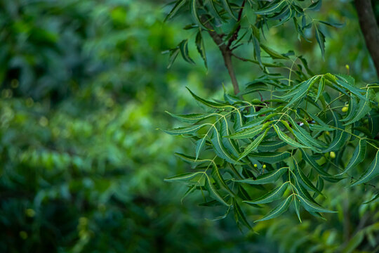 Healthcare concept. Azadirachta indica - A branch of neem tree leaves. Natural Medicine.