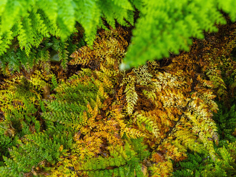 Im Wald w&auml;chst satter gr&uuml;ner Farn der schon Herbstfarben tr&auml;gt, Draufsicht