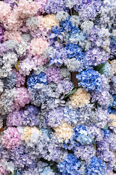 Purple Hydrangea Blossoms Filling the Frame in Full Bloom