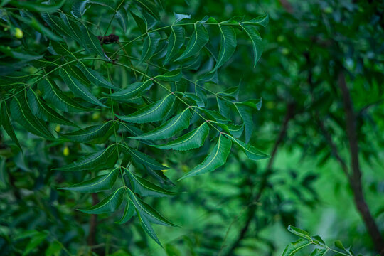 Neem or Azadirachta indica - A branch of neem tree leaves. Natural Medicine.
