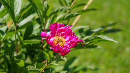 Fototapeta premium A bright pink flower with ruffled petals and yellow center blooms among green leaves in sunlight against a blurred grassy background creating a vibrant natural scene