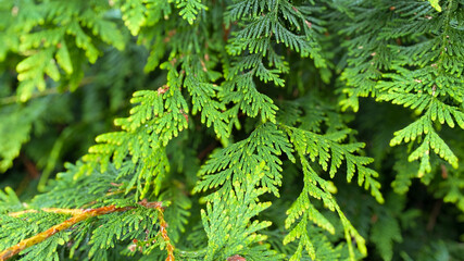 Fototapeta premium Closeup of vibrant green cedar leaves overlapping in soft sunlight showing fine texture and natural patterns in a dense and healthy evergreen shrub outdoors