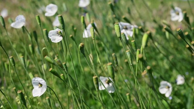 White Opium Poppy Flowers and Seed Pods Swaying in Meadow. Papaver somniferum. 4K 60fps