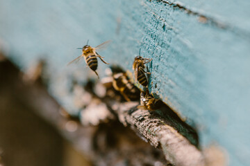 Naklejka premium Honey bees flying and landing on beehive entrance