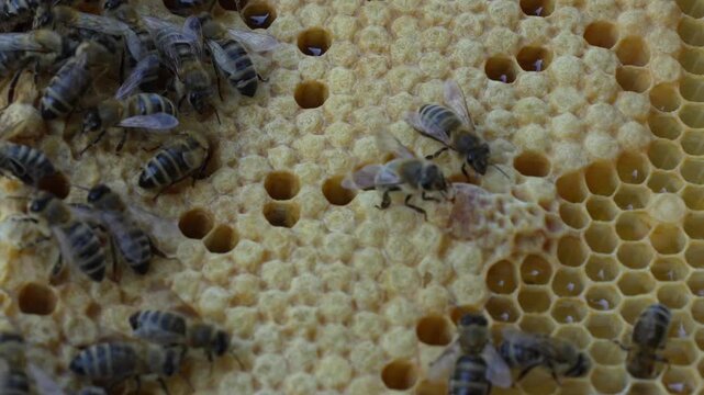 bees on honeycomb