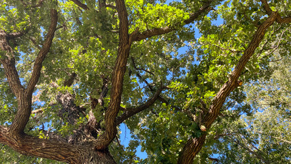 Fototapeta premium Sunlight filters through green leaves and thick branches of a tall tree against a clear blue sky creating a peaceful natural and shady outdoor summer scene