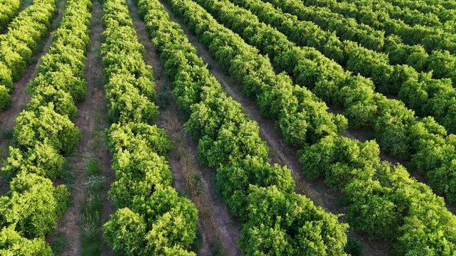 Aerial drone flying over endless citrus tree plantation rows