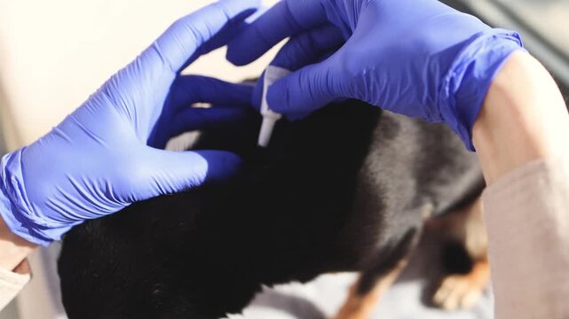 Veterinarian specialist holding small black dog, applying drops at withers, medicine from parasites, ticks, worms and fleas, pet hair vet treatment, puppy fur treated with parasite remedy protection