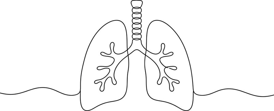 Human lungs with trachea and bronchi isolated on transparent background