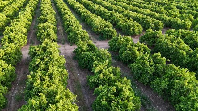 Aerial view flying over a vast citrus tree plantation