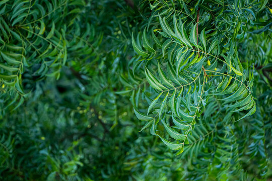 Nim or Azadirachta indica - A branch of neem tree leaves. Natural Medicine.