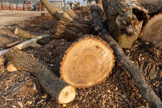 Freshly cut tree trunk and branches lying on wood chips with visible annual rings, rough bark, sawdust, and felled timber pieces. Useful for forestry, logging, tree removal, firewood, and natural text