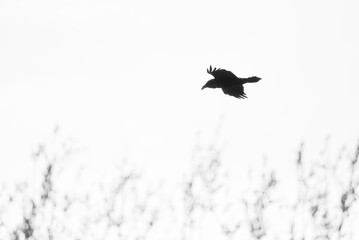 Fototapeta premium Crow flying in sky. Silhouette of bird in flight over blurry tree branches. Wildlife nature scene with dark raven aerial motion. Minimalist atmosphere with negative space for design.