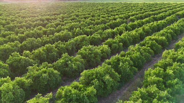 Aerial flight over a green orange grove plantation