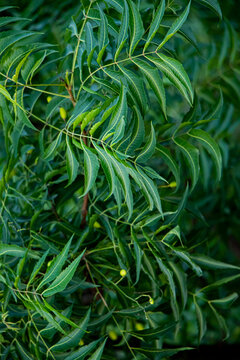 Neem leaf or Azadirachta indica - A branch of neem tree leaves. Natural Medicine.