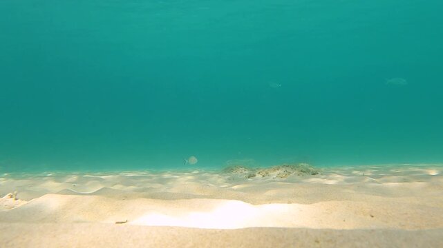 Underwater school of fish swimming above sandy seabed in crystal clear blue water marine wildlife natural ocean habitat tropical aquatic ecosystem with sunlight reflections serene underwater scene and