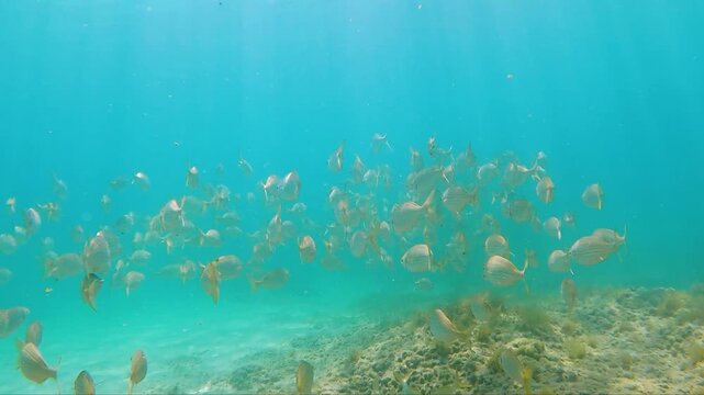 Underwater school of fish swimming above sandy seabed in crystal clear blue water marine wildlife natural ocean habitat tropical aquatic ecosystem with sunlight reflections serene underwater scene and