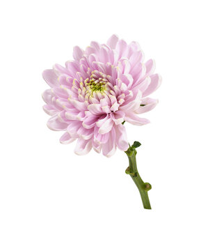 Pink flower of chrysanthemum isolated on white or transparent background.