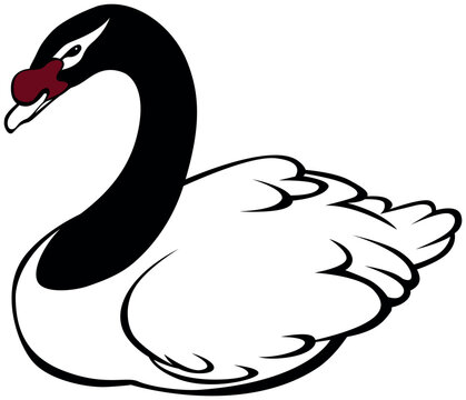 Simple and concise vector illustration of a black-necked swan.