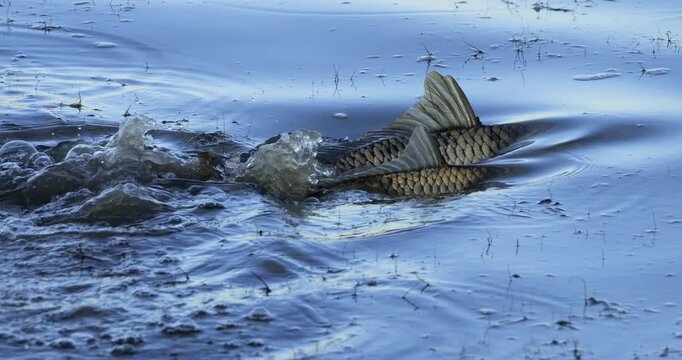 Mullets spawning in the brackish water, the Camargue, Southern France.