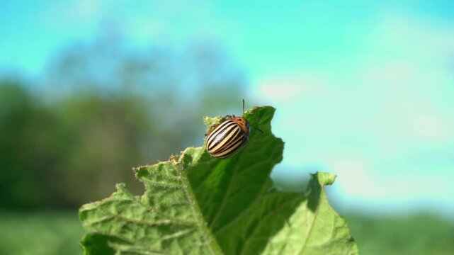 Striped beetle crawls along a green leaf under bright blue sky, showcasing its distinctive pattern and movement in a natural outdoor setting