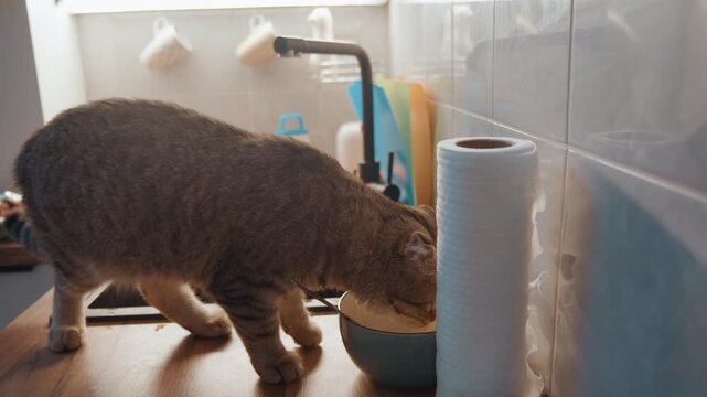 Tabby cat exploring kitchen countertop bowl, balancing near sink and bright window, sniffing and licking a breakfast snack while cooking activity happens nearby, playful morning energy and household