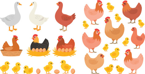 Fototapeta premium Colorful chickens and chicks illustration set
