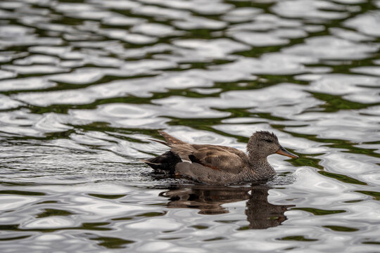 Gadwall (Mareca strepera) photographed in Spain