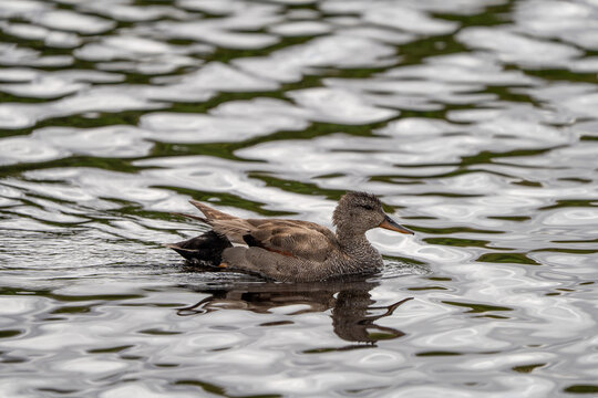 Gadwall (Mareca strepera) photographed in Spain