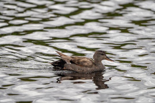 Gadwall (Mareca strepera) photographed in Spain