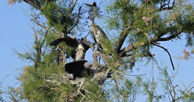 young grey herons in the nest, the Camargue in France