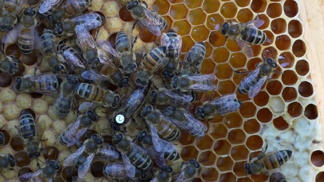 Beequeen  lays eggs.