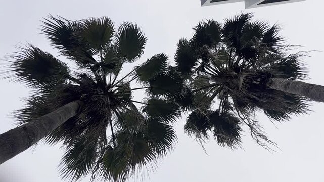 Palm trees, viewed from below, sway in the wind.