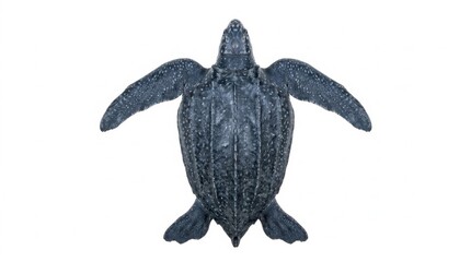 Fototapeta premium Top down view of a leatherback sea turtle (Dermochelys coriacea) isolated on a white background